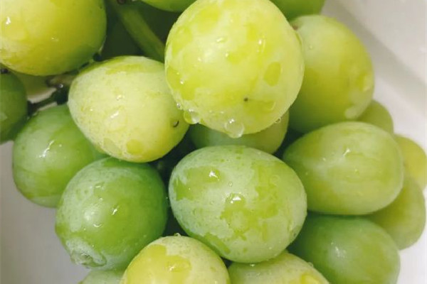 陽光玫瑰葡萄有籽還是無籽 陽光玫瑰葡萄和青提一樣嗎 陽光玫瑰葡萄有籽還是無籽 陽光玫瑰葡萄和青提一樣嗎