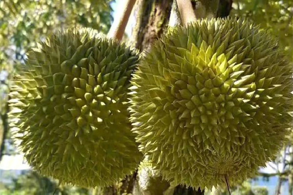 黑刺榴蓮為什么這么貴 黑刺榴蓮買多大的合適啊 黑刺榴蓮為什么這么貴 黑刺榴蓮買多大的合適啊