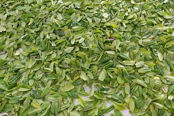 六安瓜片用什么茶具泡 六安瓜片可以用保溫杯泡嗎 六安瓜片用什么茶具泡 六安瓜片可以用保溫杯泡嗎