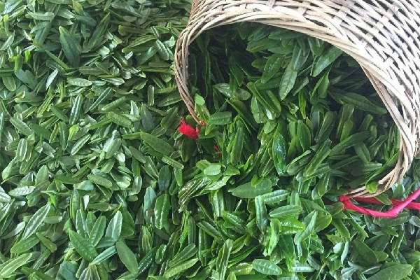 六安瓜片會(huì)影響睡眠嗎 六安瓜片不適合什么人喝 六安瓜片會(huì)影響睡眠嗎 六安瓜片不適合什么人喝