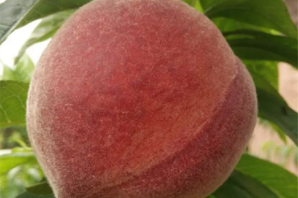 毛桃要削皮嗎 毛桃用什么方法洗的干凈 毛桃要削皮嗎 毛桃用什么方法洗的干凈