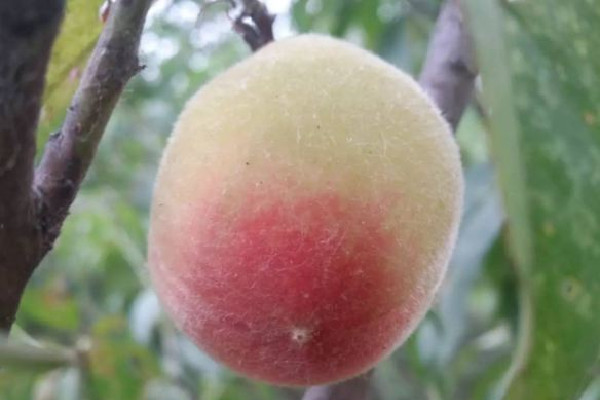 毛桃放幾天會甜 毛桃放冰箱里用洗嗎 毛桃放幾天會甜 毛桃放冰箱里用洗嗎