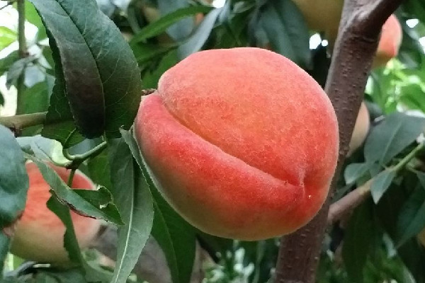 毛桃要削皮嗎 毛桃用什么方法洗的干凈 毛桃要削皮嗎 毛桃用什么方法洗的干凈