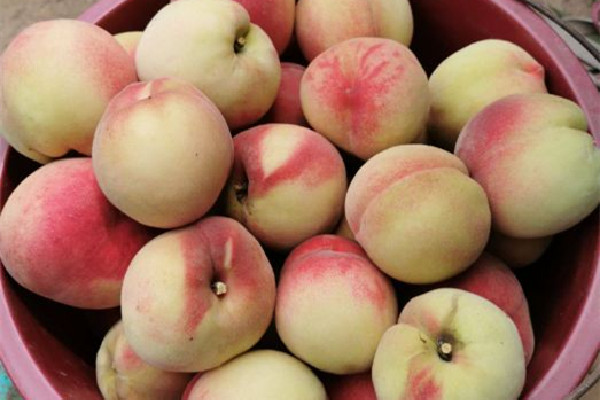 毛桃是什么季節(jié)的 毛桃是哪里的特產(chǎn) 毛桃是什么季節(jié)的 毛桃是哪里的特產(chǎn)