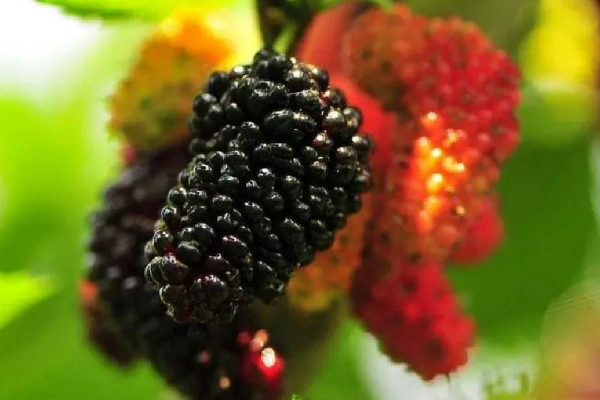 桑葚有補血的功效嗎 桑葚對女性的好處 桑葚有補血的功效嗎 桑葚對女性的好處