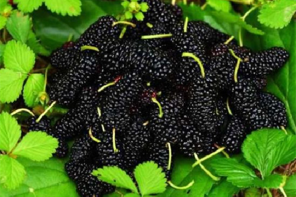 桑葚有補血的功效嗎 桑葚對女性的好處 桑葚有補血的功效嗎 桑葚對女性的好處