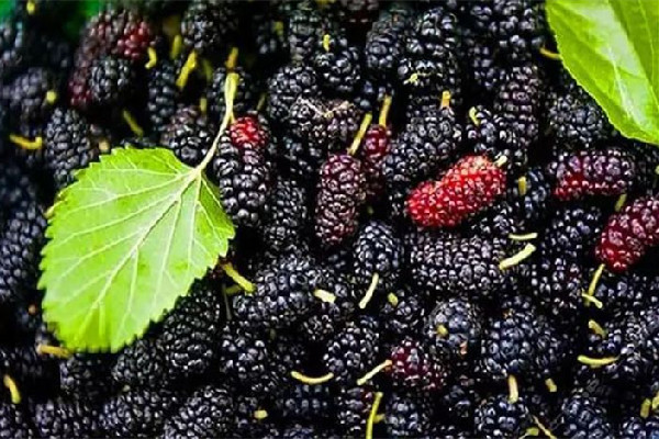 桑葚曬干了還有營養(yǎng)嗎 桑葚曬多久成干 桑葚曬干了還有營養(yǎng)嗎 桑葚曬多久成干