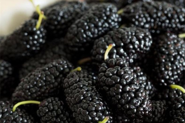 桑葚曬干了還有營養(yǎng)嗎 桑葚曬多久成干 桑葚曬干了還有營養(yǎng)嗎 桑葚曬多久成干