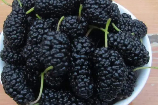 桑葚有補血的功效嗎 桑葚對女性的好處 桑葚有補血的功效嗎 桑葚對女性的好處